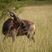 Photo de Rwanda - Akagera